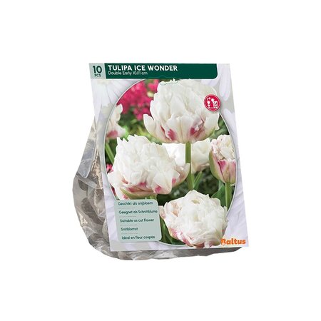 Tulipa dubbl vroeg ice wondr 10st