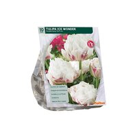 Tulipa dubbl vroeg ice wondr 10st