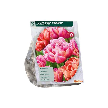 Tulipa foxy freedom 10st