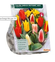 Tulipa greigii mix 10st