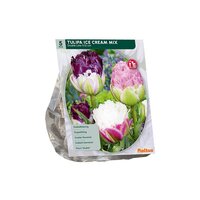 Tulipa ice cream mix 5st