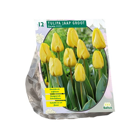 Tulipa jaap groot 12st