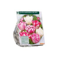 Tulipa marshmellow mix 10st