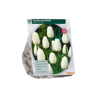 Tulipa maureen enkel laat 10st