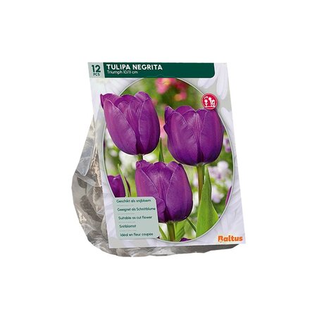 Tulipa negrita triumph 12st