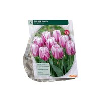Tulipa ohio  triumph 9st