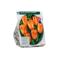 Tulipa orange emperor foster 10st