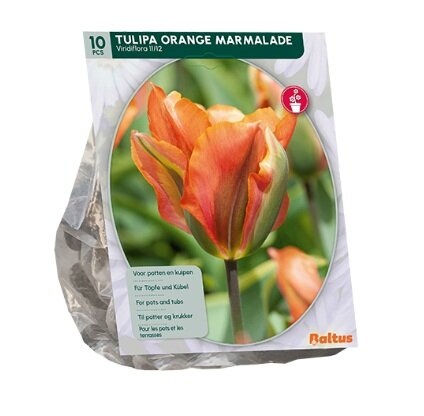 Tulipa orange marmalade 10st