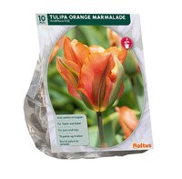 Tulipa orange marmalade 10st