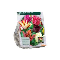 Tulipa parkiet mix 10st