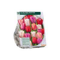 Tulipa pink creation 15st