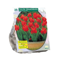 Tulipa praestans zwanenburg 25st