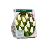 Tulipa purissima  fosteriana 10st