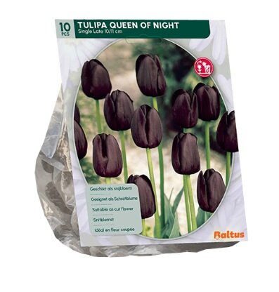 Tulipa queen of nght enkl lt 10st