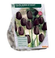 Tulipa queen of nght enkl lt 10st