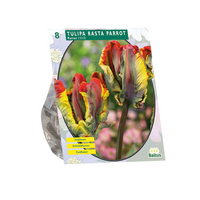 Tulipa rasta parrot 8st