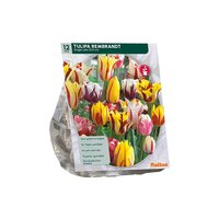 Tulipa rembrandt mix 12st