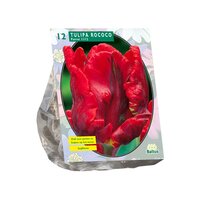 Tulipa rococo parrot 12st