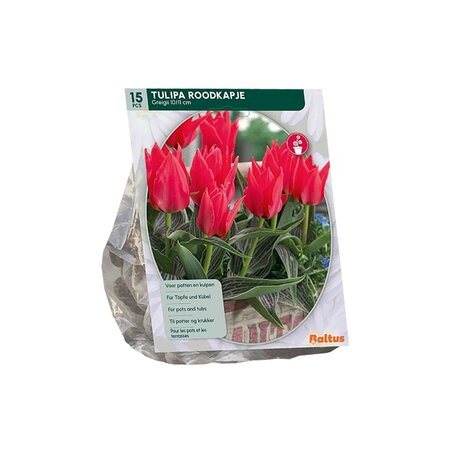 Tulipa roodkapje greigii 15st