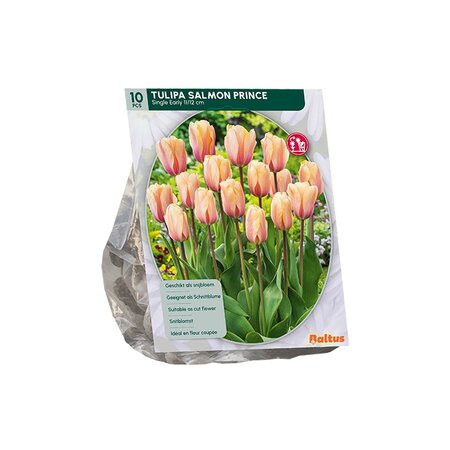 Tulipa salmon princ enkl vrg 10st