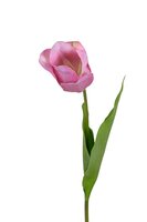 Tulp l60cm roze