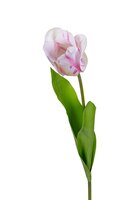 Tulp l60cm wit/roze