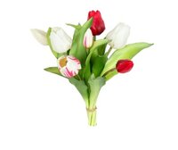 Tulpenbundel h30cm rood/wit mix