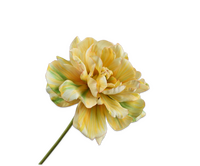 Tulpensteel l69cm geel/groen