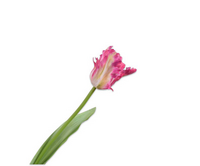 Tulpsteel l61cm beauty