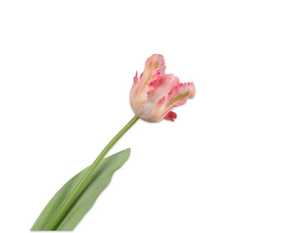 Tulpsteel l61cm lichtroze