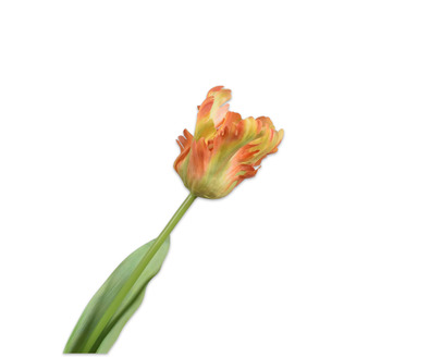 Tulpsteel l61cm oranje