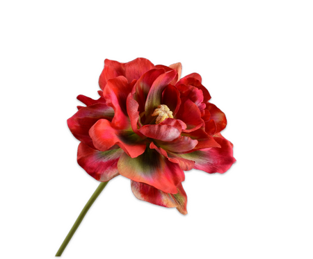 Tulpsteel l69cm rood/groen