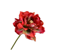 Tulpsteel l69cm rood/groen