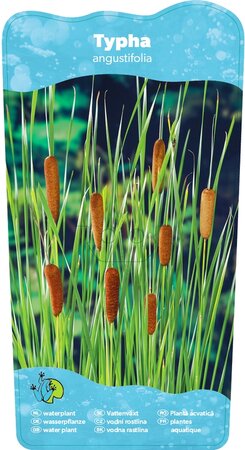Typha angustifolia