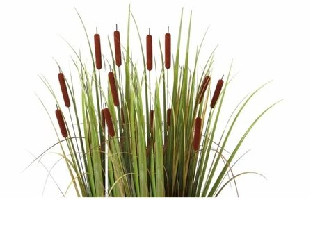 Typha angustifolia