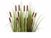Typha angustifolia