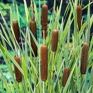 Typha latifolia