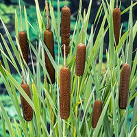 Typha latifolia
