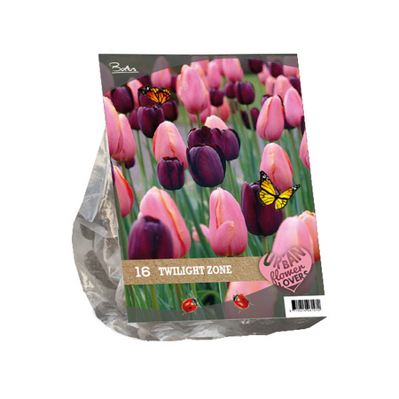 Urban flowers - twilight zone 16st
