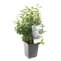 Vaccinium cor Aino vp5 - afbeelding 2