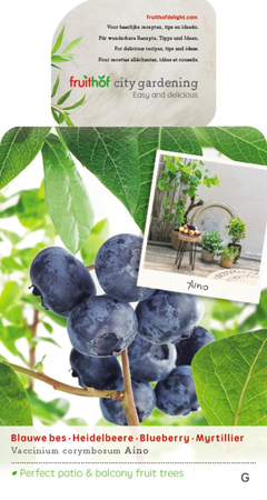 Vaccinium cor Aino vp5 - afbeelding 1