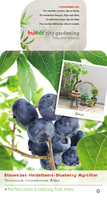 Vaccinium cor Aino vp5