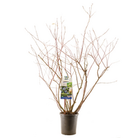 Vaccinium cor. 'Aurora'