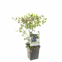 Vaccinium cor. 'Bluecrop'