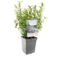 Vaccinium cor. 'Jorma' - afbeelding 2