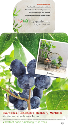 Vaccinium cor. 'Jorma' - afbeelding 1