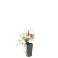 Vaccinium macrocarpon 'Cranberry'