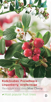 Vaccinium v idaea Miss Cherry c2