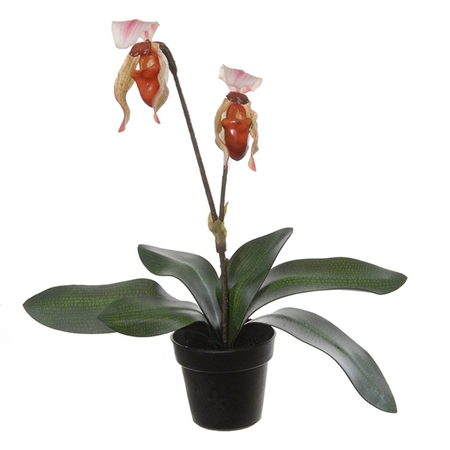 Venusschoentje in pot h36cm roze (Zijde-plant)