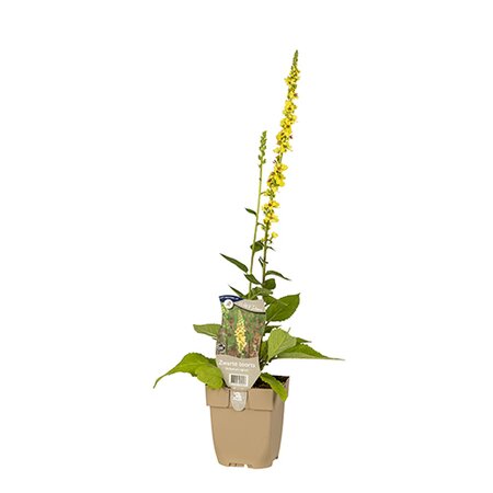 Verbascum nigrum